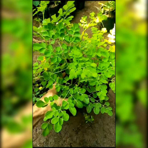 BENIH TANAMAN POHON KELOR (SIAP TANAM) REPACK