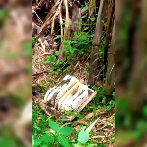 MADU HUTAN ODENG | BOTOL KECIL | SATU BOTOL