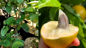 Metan Tabulampot Bikin Cepat Berbuah Siap Pakai