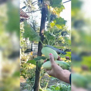 BIJI / BENIH TANAMAN TIMUN LALAP (KEMASAN ORIGINAL)