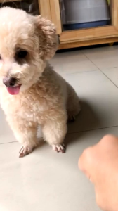 Snack dạng mềm hương vị thịt gà & bò dành cho thú cưng 300g - the healthy jerky beef & chicken slice