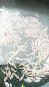 Bibit Nguaci Padang Berkualitas & Pakan Ternak