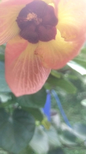 pohon tanaman bonsai waru vietnam