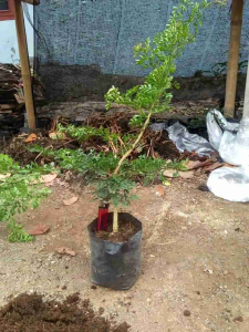 pohon tanaman bonsai KAWISTA