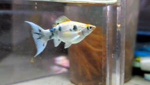 Red Head Molly Fish(Female) 红头茉莉鱼(母)❗️(Not random fish）❗️Fish same as order❗️19