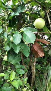 Buah markisa 1 kg