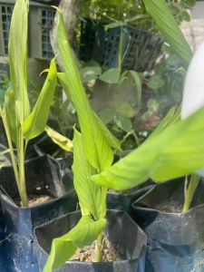 Anak Pokok Kunyit / Dalam Polybag