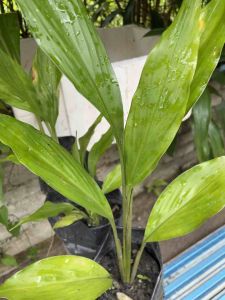 Anak Pokok Pepijat/Cemomok/Kesing | Dalam Polybag ( Pokok Besar )