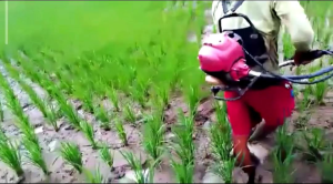 Alat Penyiang Gulma Padi Sawah | Alat Matun Pelindung Saja Model Bulat