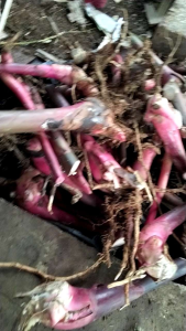 Bibit Kecomrang Merah Asli: Panduan Lengkap