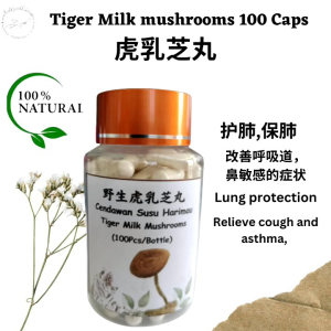 Cendawan Susu Harimau/ 🐯虎乳芝 /Tiger Milk mushrooms