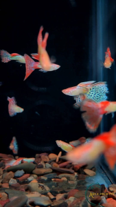 (PAIR) Vietnam Albino Red Lace Guppy (Inc. DOA) Freshwater Fish