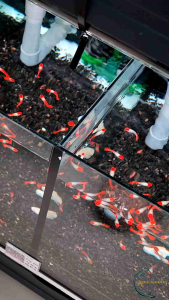 (Pair Available) Red White Koi Guppy Freshwater Decorative Fish Aquarium Tank