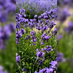 BENIH BUNGA LAVENDER (KEMASAN ORIGINAL) ISI -+400 BUTIR