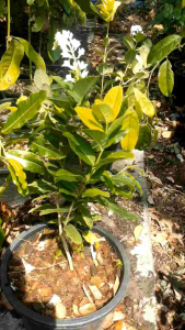 พวงครามฮาวายขาว กระถาง 11 นิ้ว ต้นสวยและแข็งแรง (กทม)