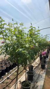 กุหลาบ-ทรีโรสสตอเบอรี่มูน Tree Rose Strawberry Moon  สีชมพูเข้ม ดอกทรงถ้วย หอมแรง เลี้ยงง่าย