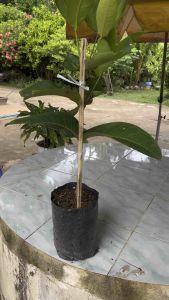 กิ่งชมพู่เพชร สายรุ้ง (พันธุ์แท้ ) กิ่งตอน พร้อมปลูก สูง 80-100 ซ.ม.