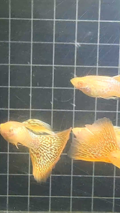 GUPPY ALBINO YELLOW COBRA PAIR (GRADE)