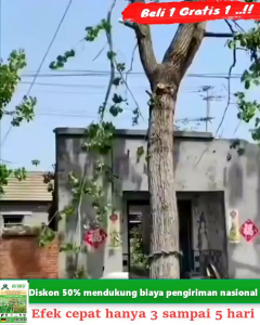 (BELI 1 GRATIS 1)BUBUK HERBISIDA KILGRAS PEMBASMI SEGALA JENIS GULMA TANPA MEMBAHAYAKAN TANAMAN LAIN