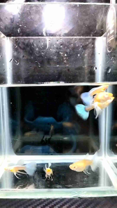 (孔雀鱼) 天空蓝缎带 1对 1 缎带公 1 缎带母 (Guppy) Sky Blue Ribbon 1 pair 1 Ribbon Male 1 Ribbon Female