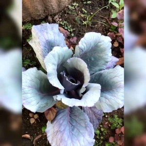 15 BIJI BENIH KOL UNGU CARBAGE PURPLE