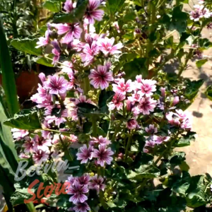 (-+100 butir) Benih bunga mallow purple import [kemasan pabrik]