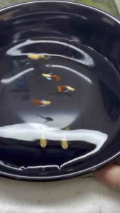 🔥NEW RARE🔥 ALBINO Platinum Dumbo Big Ear SHORTBODY 🇻🇳 Guppy Fish Pair (PREMIUM TOP GRADE)