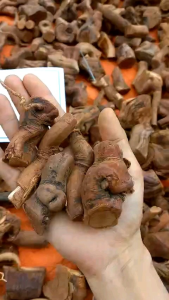 Rễ mú từn chuẩn rừng