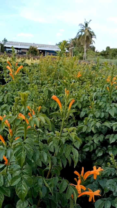 พวงแสดต้นสีส้ม กระถาง 11 นิ้ว ต้นสวย (กทม)