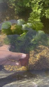 สาหร่ายหางกระรอก(แบบกระถาง)