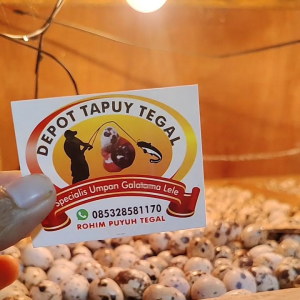 tapuy paket hemat 50 butir