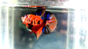 Candy Galaxy Halfmoon Plakat HMPK Betta Fish / Ikan Laga/ 斗鱼❗️Fish same as order❗️Not random pick❗️28