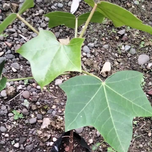 Bibit Muncang Kampung: Tanaman Sayuran Tradisional