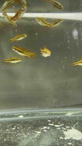 Cherry Barb - 5pcs/10pcs (樱桃灯鱼) Aquarium decoration