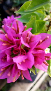 21JEWEL BOUGAINVILLEA MOTHER PLANT LIVE PLANT