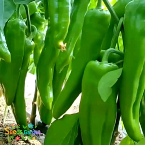 10 BUTIR BIJI BENIH CABE GIANT ACONCAGUA PEPPER