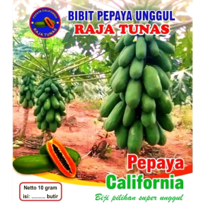 Biji Pepaya California & Madu Unggul 10 Gram Isi 500 Biji