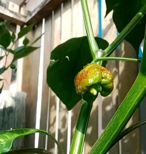 5 BUTIR BIJI/BENIH CABE SUPER PEDAS CARAMEL CAROLINA REAPER