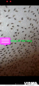 1 ổ trứng dế giống thái vàng