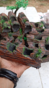 aquarium Aquascape ornamen hiasan aquarium Thema pohon bolong