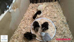 Trứng Rutin Chuẩn F1 Bao cồ 10Trứng (tặng 2 trứng)