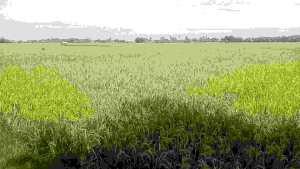 BIBIT BENIH PADI INPARI MAPAN  P 05 KWALITAS UNGGUL SUPER GENJAH BERBOBOT berkualitas kemasan 2KG