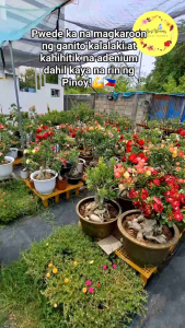 Giant Adenium