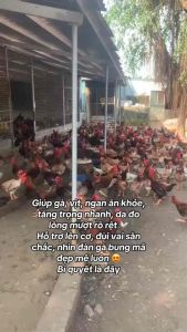 Super acemin bổ sung vitamin và khoáng chất cho vật nuôi 1kg