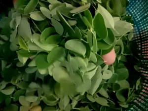 DAUN KELOR SEGAR HANYA DAUNNYA SAJA PER 200 GRAM