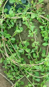 Cây Lức Lan Tươi( Lức Dây) Dứt Điểm Trĩ NộiTrĩ Ngoại Siêu Hiệu Quả.097.118.3688