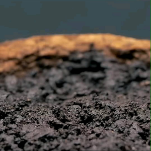 Saluyot 500 Seeds Per Pack