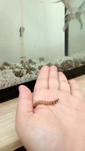 200gram Ulat roti hidup / 面包虫 / fish food superworm