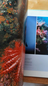 หนังสือ มรดกทะเลไทย อาณาจักรแห่งสรรพชีวิตในโลกสีคราม