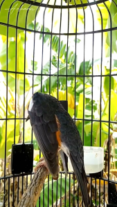 pakan pellet cacing pakan burung Anis merah Anis kembang cucak ijo jalak suren jalak Nias murai Kacer Poksay bagus sehat rajin bunyi gacor dor bulu rapih terlaris laris manis termurah murah meriah murah banget laku banget